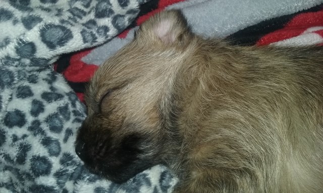 cairn terrier puppies ohio cairn terrier puppy for sale in cleveland ohio cairn terrier puppies ohio cairn terrier puppy for sale in cleveland ohio