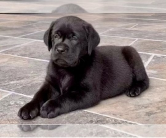 AKC Labrador Retriever Chocolate Puppies