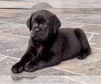 AKC Labrador Retriever Chocolate Puppies Labrador Retriever for sale/adoption
