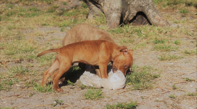 Rednose pitbull puppy