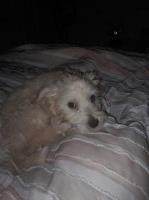 Bear Bear Maltipoo Maltipoo for sale/adoption