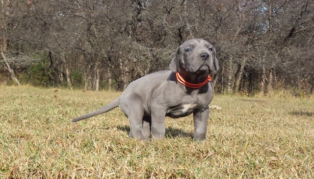 Great Dane puppy for sale + 47211