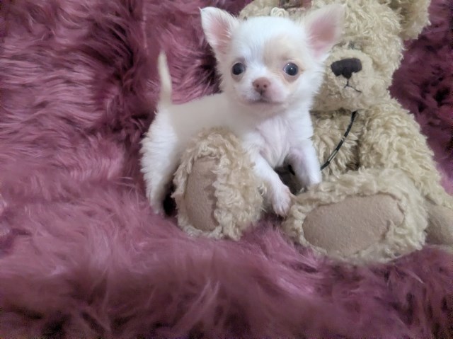 Chihuahua puppy for sale + 67229