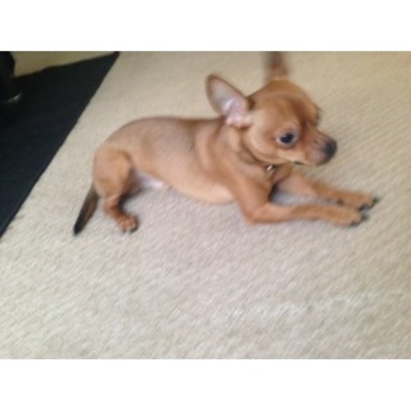 Chihuahua puppy for sale + 45318