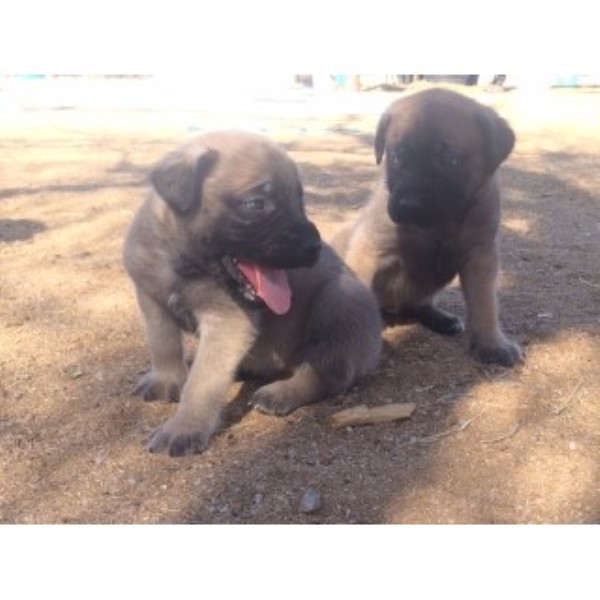 AKC English Mastiff Puppies