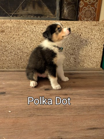 Australian Shepherd Dog puppy for sale + 66625