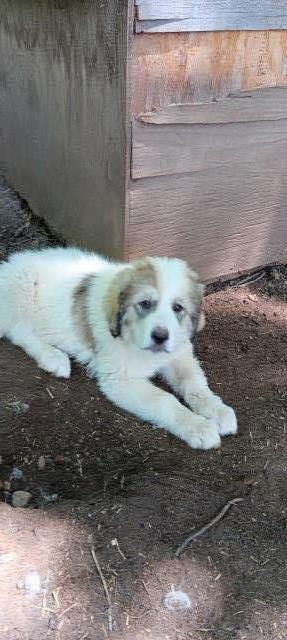 Great pyrenees puppies