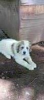 Great pyrenees puppies Great Pyrenees for sale/adoption