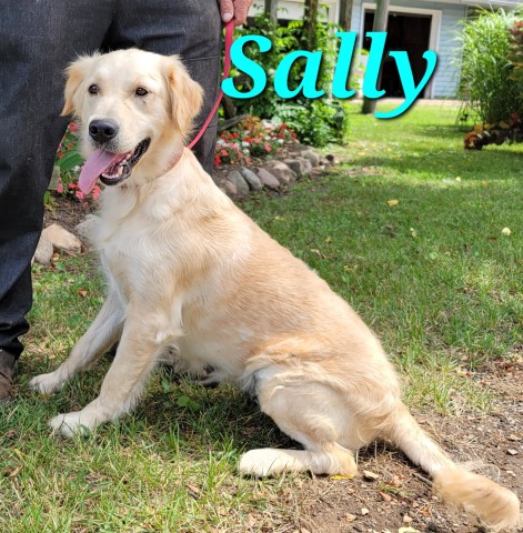AKC Golden Retriever Sally born 12-30-20 Call 2318212603