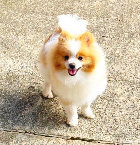 CKC Pomeranian: CUBBY BEAR