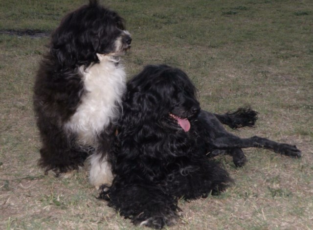 AKC Portuguese  Water Dog Puppies