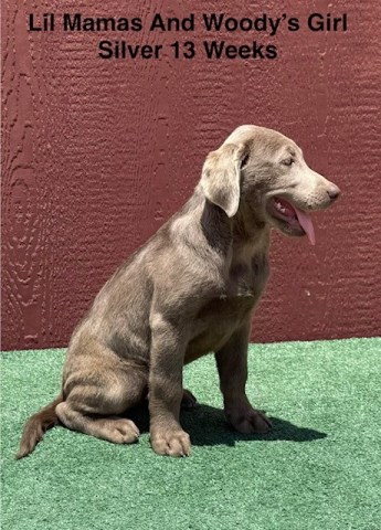 Labrador Retriever puppy for sale + 67134