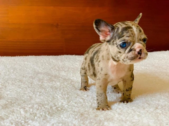 French Bulldog puppy dog for sale in San Jose, California