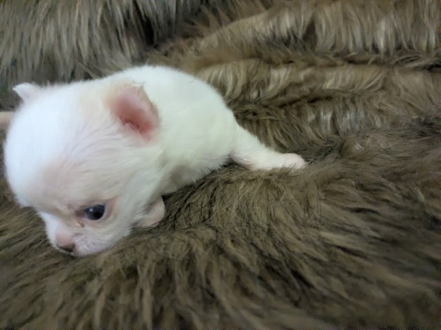Chihuahua puppy for sale + 67244