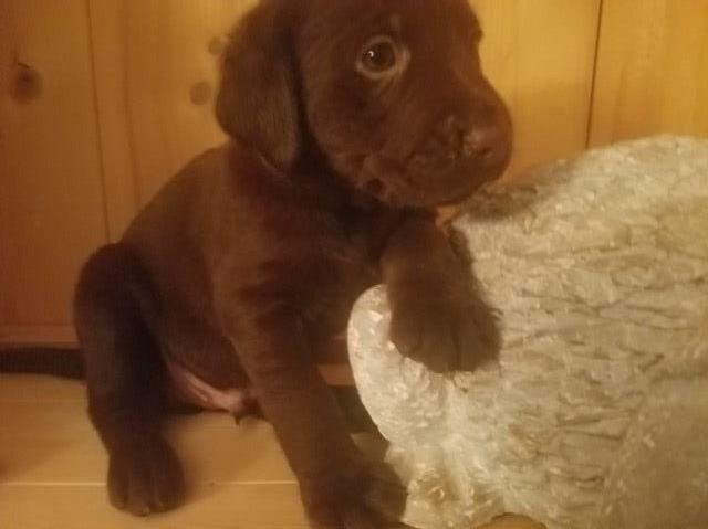 Labrador Retriever puppy for sale + 49632