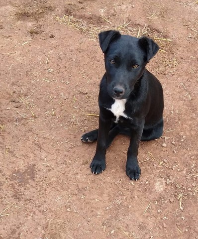 Patterdale Terrier puppy for sale + 63862