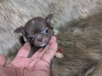 Tiny Long Coat Apple Head Chihuahua Females  Ruby Chihuahua for sale/adoption