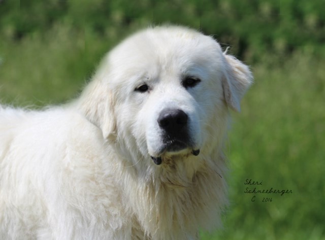 Great Pyrenees puppy for sale + 52383