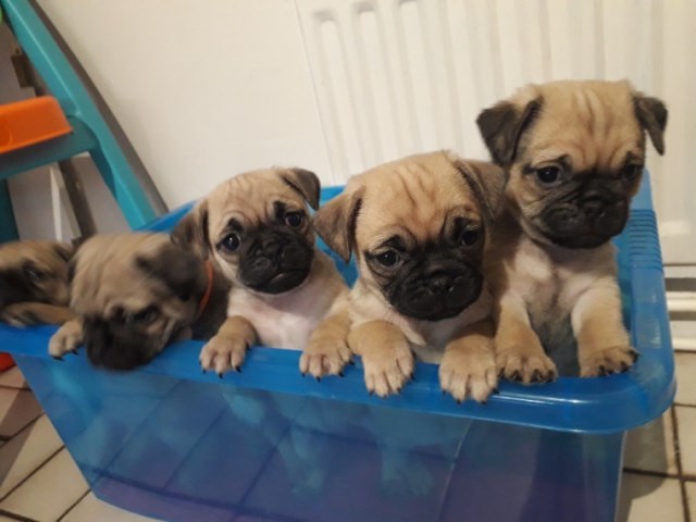 Pug puppy for sale + 54790