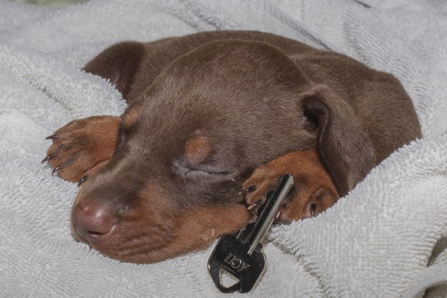 Doberman Pinscher puppy for sale + 58754