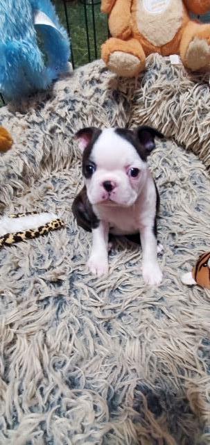 Boston Terrier puppy for sale + 64518