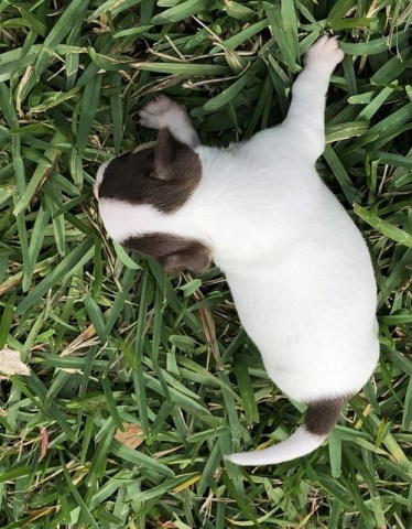Chihuahua puppy for sale + 56128