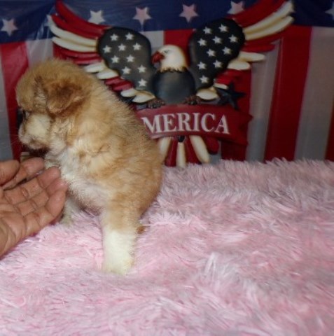 Chihuahua puppy for sale + 66143