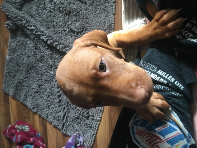 Vizsla puppy for sale + 55454