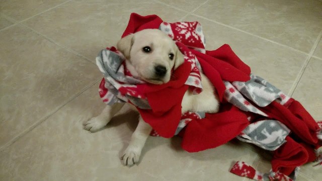 Labrador Retriever puppy for sale + 47573