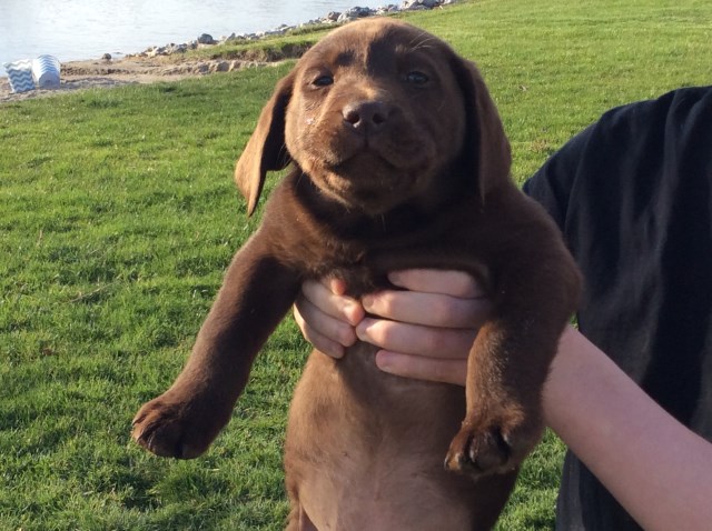 Labrador Retriever puppy for sale + 52632