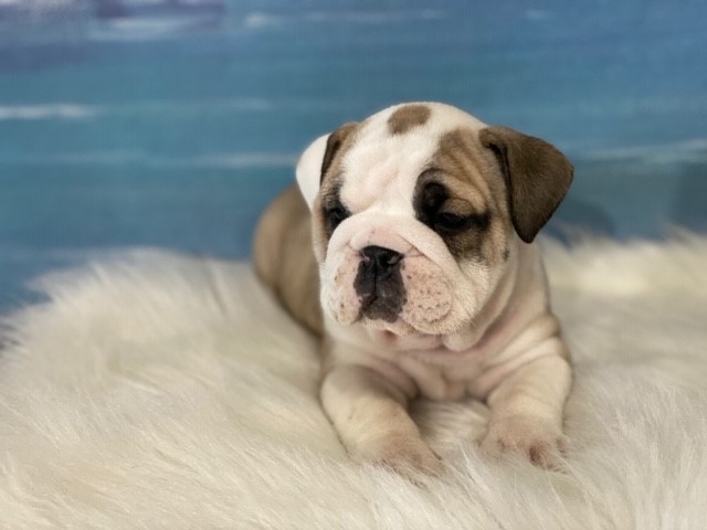 English Bulldog puppy for sale + 60449