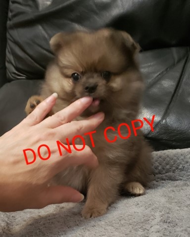 Teddy Bear Pomeranian Puppy for Sale