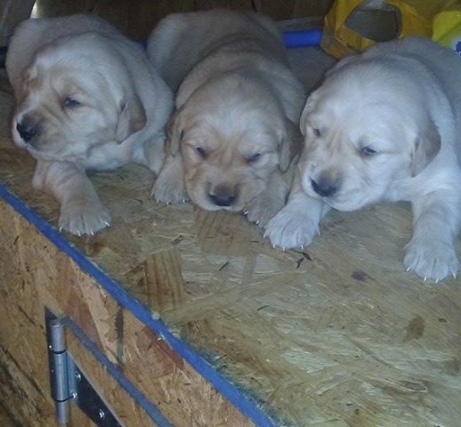 Golden Retriever puppy for sale + 47238