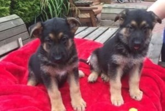 Extra cute and charming German Shepherd puppies for re-homing.