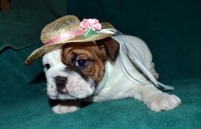 English Bulldog puppy for sale + 54860