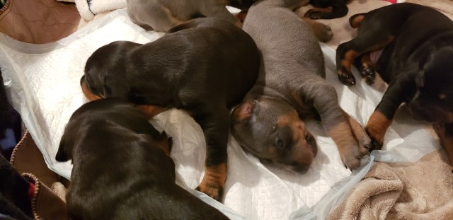 Doberman Pinscher puppy for sale + 54853