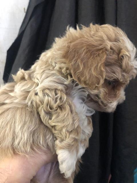 Poodle Toy puppy dog for sale in Lafayette, Louisiana