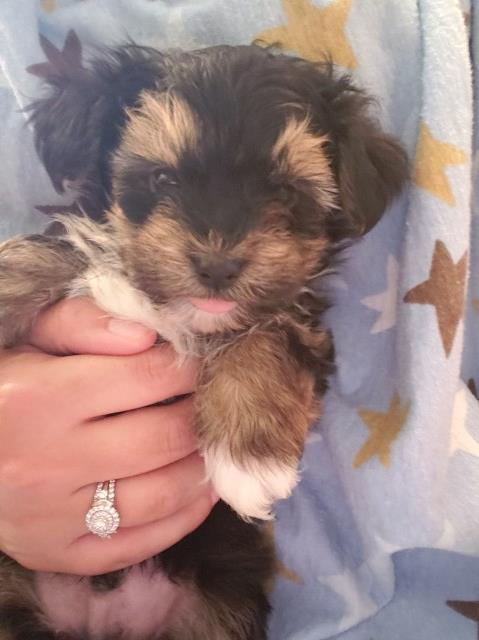 Yorkipoo puppy for sale + 58130