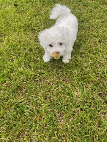 1Boy Bichon Frise puppy