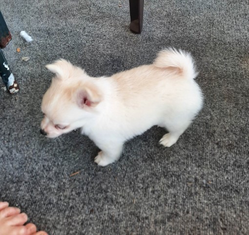 Chihuahua puppy for sale + 64746