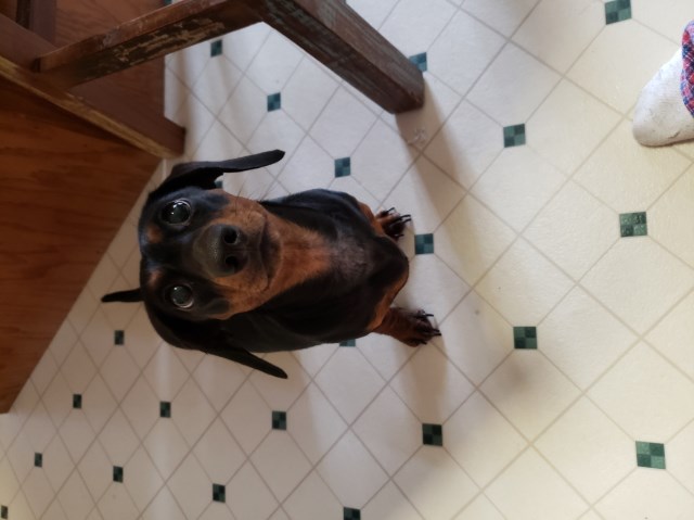 Dachshund Black & Tan female