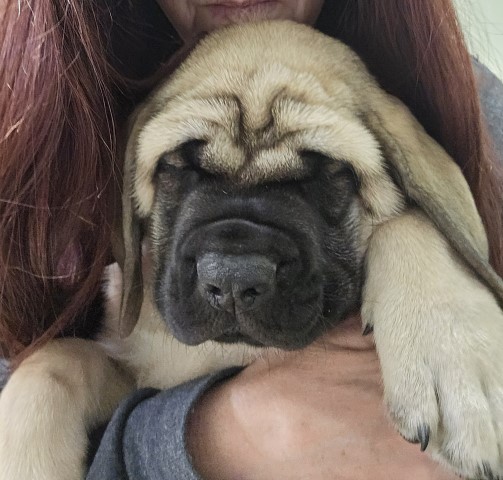 AKC English Mastiff Puppies