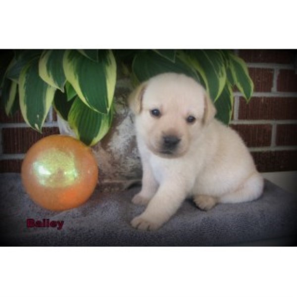 Yellow Lab Puppies For Sale ~ Champion Bloodllines