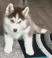 AKC Siberian Husky Champion  lines Siberian Husky for sale/adoption