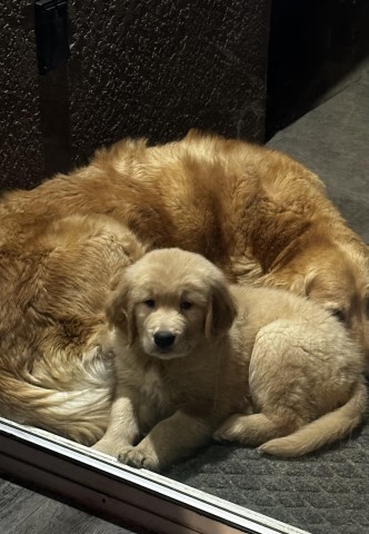 Golden Retriever puppy for sale + 64813