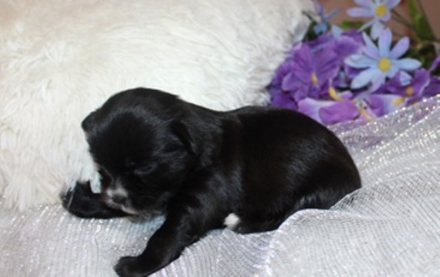 Mi Ki puppy for sale + 60435