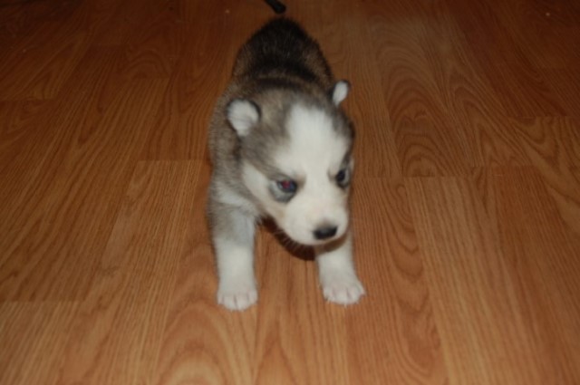 Siberian Husky puppy for sale + 63720