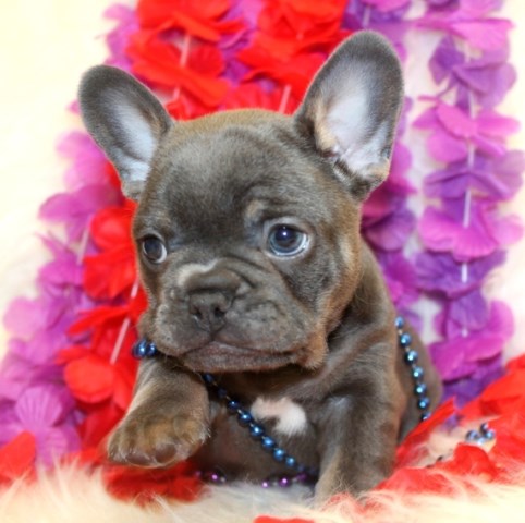 Adorable French Bulldog Puppies