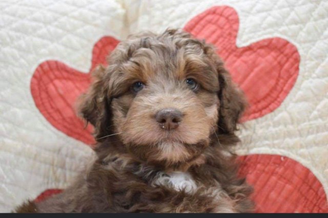 Australian Shepherd Dog puppy for sale + 60135