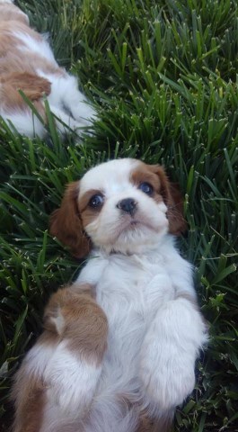Cavalier King Charles Spaniel puppy for sale + 53843